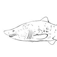 Great White Shark Underwater Sketch Black contour on white background N2