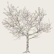 tree in the spring N3