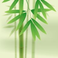 Bamboo N31
