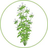 Oregano Bunch