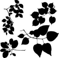 leaves on branches N5