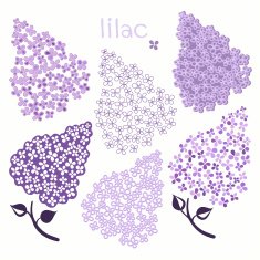 Branch of lilac isolated on a white background N2