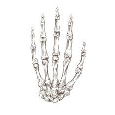 Skeleton hand vector illustration N2