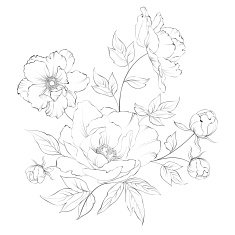 Bush of beautiful peonies N2