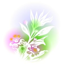 Illustration With Myrtle Branch
