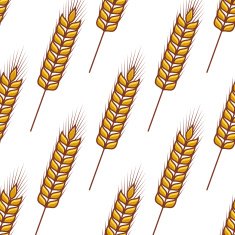 Seamless pattern of ears golden wheat