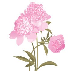 Peony Pink Flowers isolated on white
