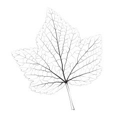 Isolated vector monochrome currant leaf