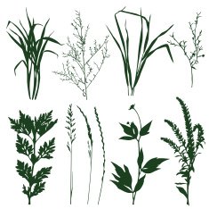Plants N18