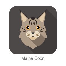 Maine Coon Cat breed face cartoon flat icon design