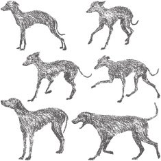 Whippet and Dalmatian