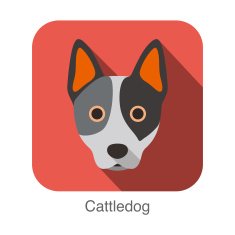 Australian cattle dog face flat icon series