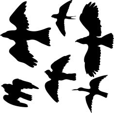 vector set of birds silhouettes N2