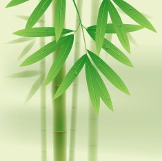 Bamboo N31