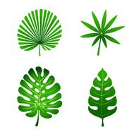 Leaves N118