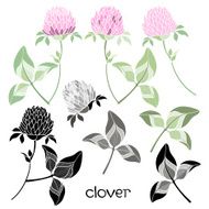 Set of clover isolated on the white background