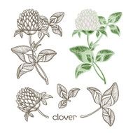 Set of clover isolated on the white background Sketch