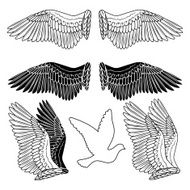 Dove bird wings set N2