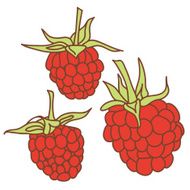 ripe raspberry isolated on white background Sketch hand-drawn