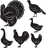 farm birds turkey goose duck rooster chicken