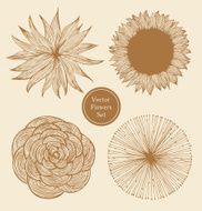Vintage vector flowers set Linear floral elements