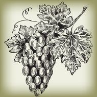 grape vine N5
