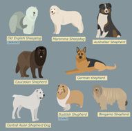 Simple silhouettes of dogs Types sheepdogs in flat design