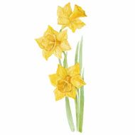 Spring flowers narcissus isolated on white background Vector watercolor illustration N3
