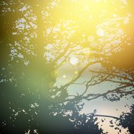 summer forest trees nature green wood sunlight natural background