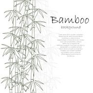 Bamboo background white N2