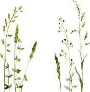 Silhouettes of flowers and grass N65