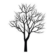 Trees with dead branch N153