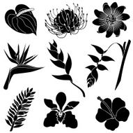 Tropical Flowers N10