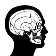 Human Head With Skull