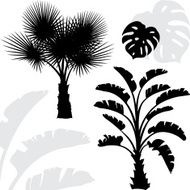Palm trees black silhouettes on white background