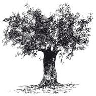 Olive Tree N19
