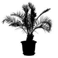 Palm Tree N61