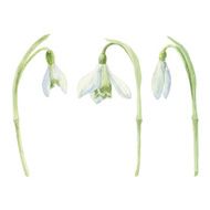 Watercolor snowdrop set