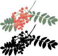 Autumn rowan berry branch