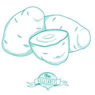 Outline hand drawn sketch of potato (flat style thin line) N2