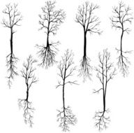set of different winter trees and roots N2