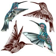 Collection of vector hand drawn hummingbirds