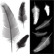 feather N43