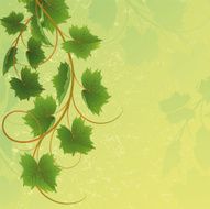 Vine N4