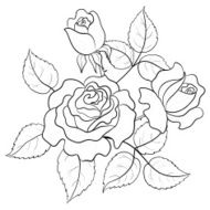 Flowers roses contours
