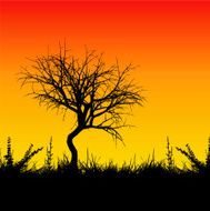 Sunset tree N5