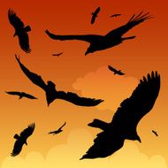 Birds of Prey N2