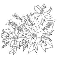 Flower lily contours