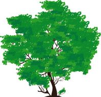 Green tree N22