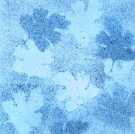Blue N9